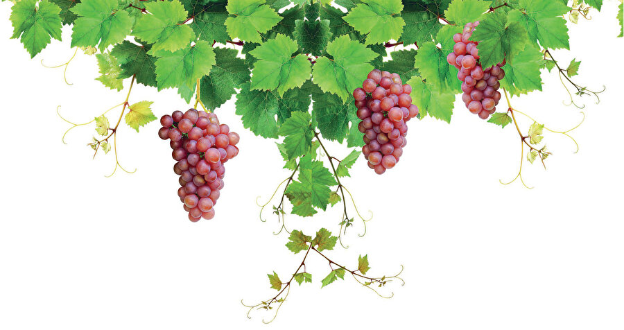 Yorgun, aşırı derece zayıf ve hasta kimseler için üzüm ilaç gibidir.