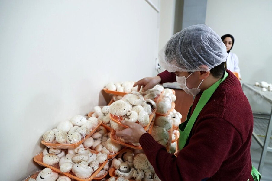 36 günde 300 kilogram mantar hasadı yapıldı.