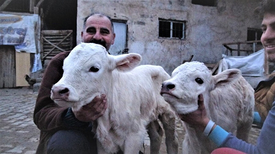 Zeki Taşkın ve ikiz buzağılar.