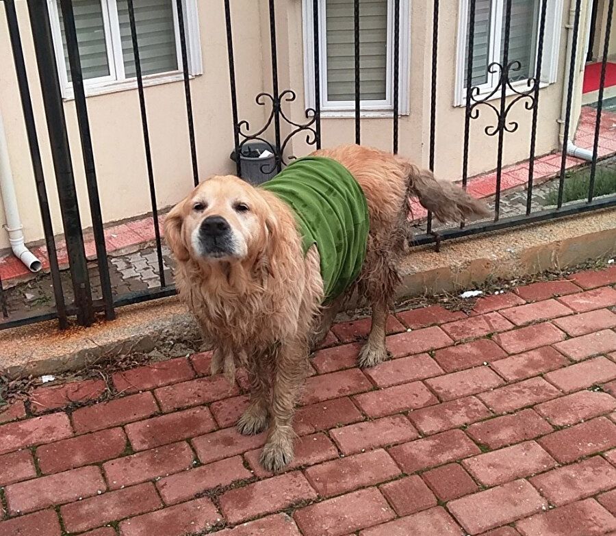 Çocuklar sokak köpeğine üşümesin diye tişört giydirdi.