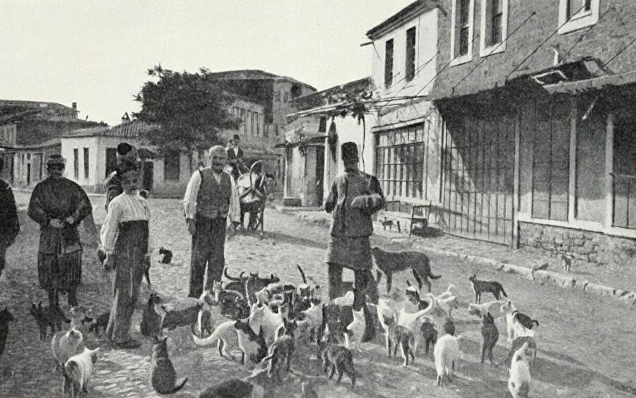 Sark Dunyasinin Sirli Kedileri