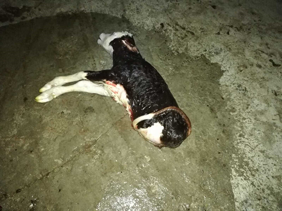 Van'da iki ayağı olmayan buzağı dünyaya geldi