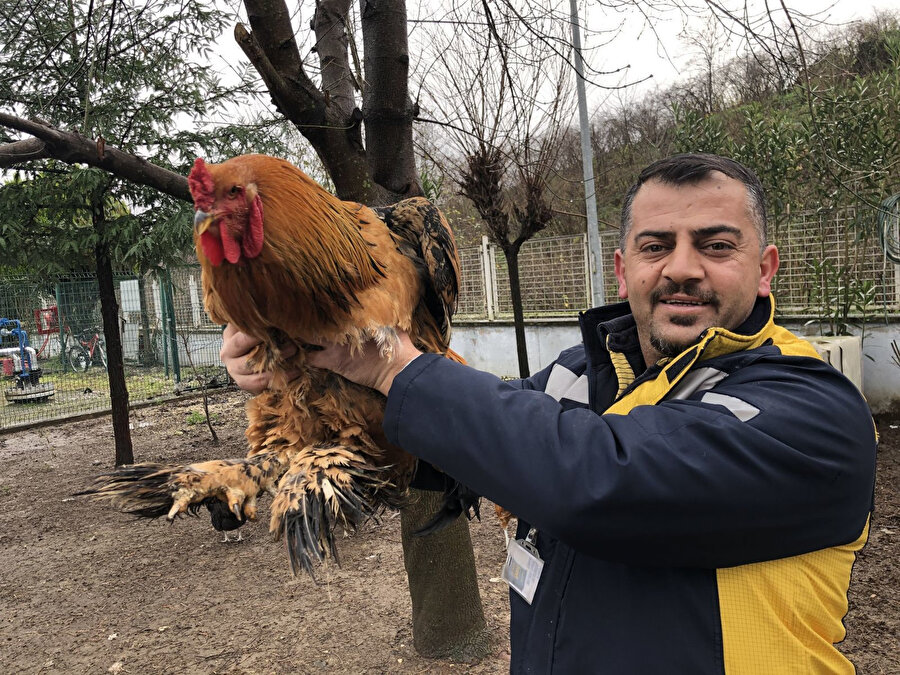 Murat Ekçe ve 6,5 kilo ağırlığındaki horozu.