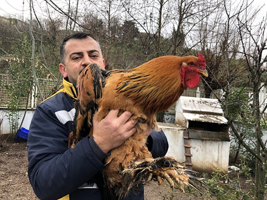 Murat Ekçe, 6,5 kiloluk horozunu satmayı düşünmediğini belirtti. 