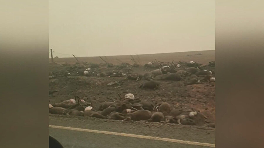 Yanmış kanguru ve koalaların yol kenarındaki görüntüleri