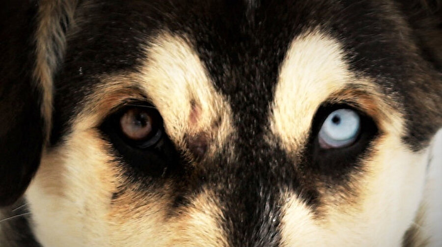 Van köpeğinin gözleri görenleri şaşırtıyor