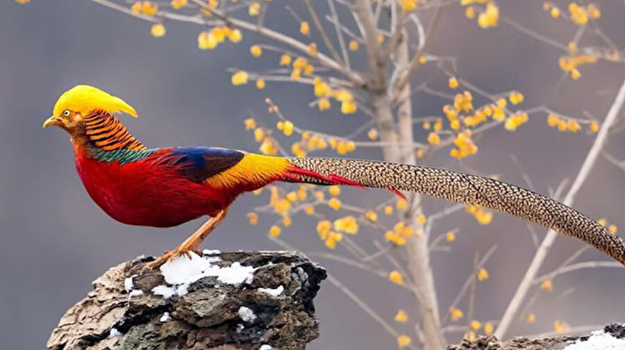 Altın sülün kuşu 🕊️