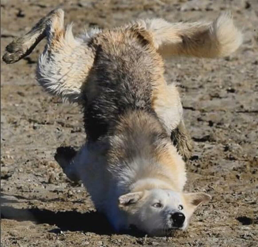 Hafta sonu bu minvalde geçiyor