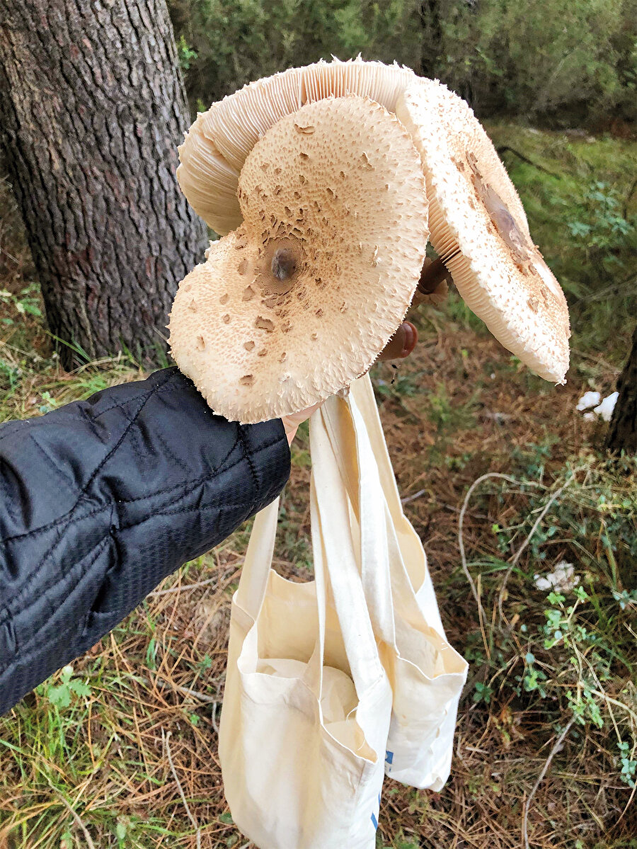  Şemsiye mantarı (Macrolepiota procera)