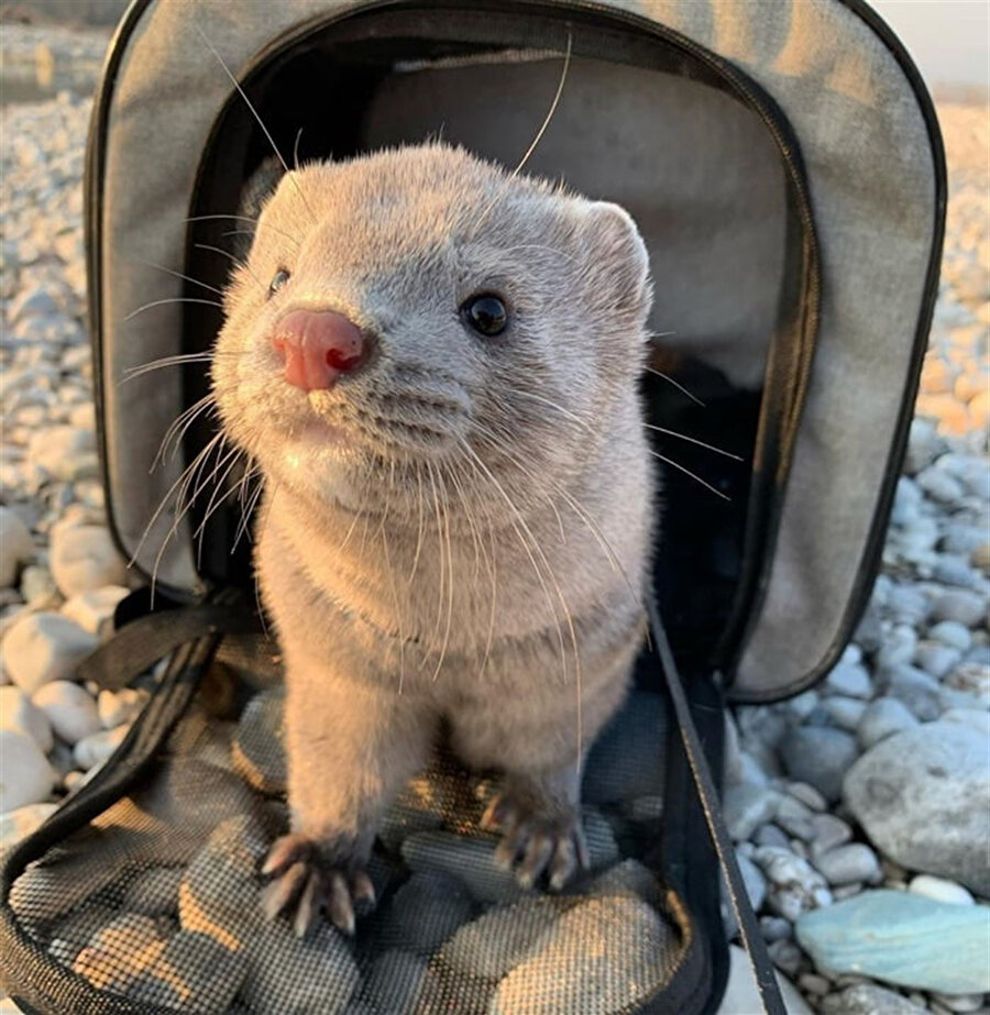 Keşke seni cebimde gezdirsem
