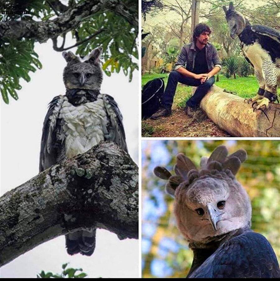 Ben bir ürkmedim değil