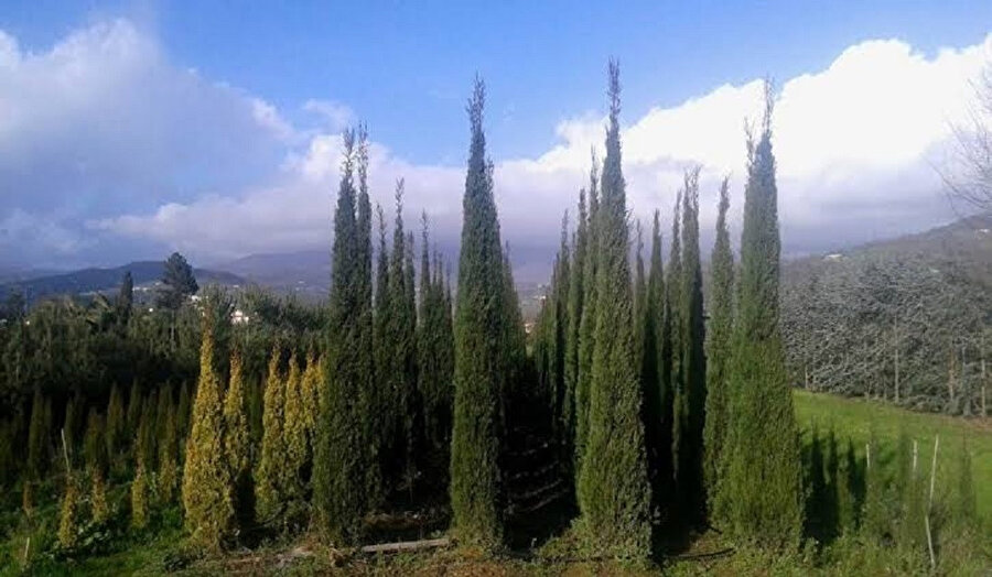 Sabah olmadan uyanmış ve elinde baltayla servilerin olduğu yamaca doğru gitmiş. 