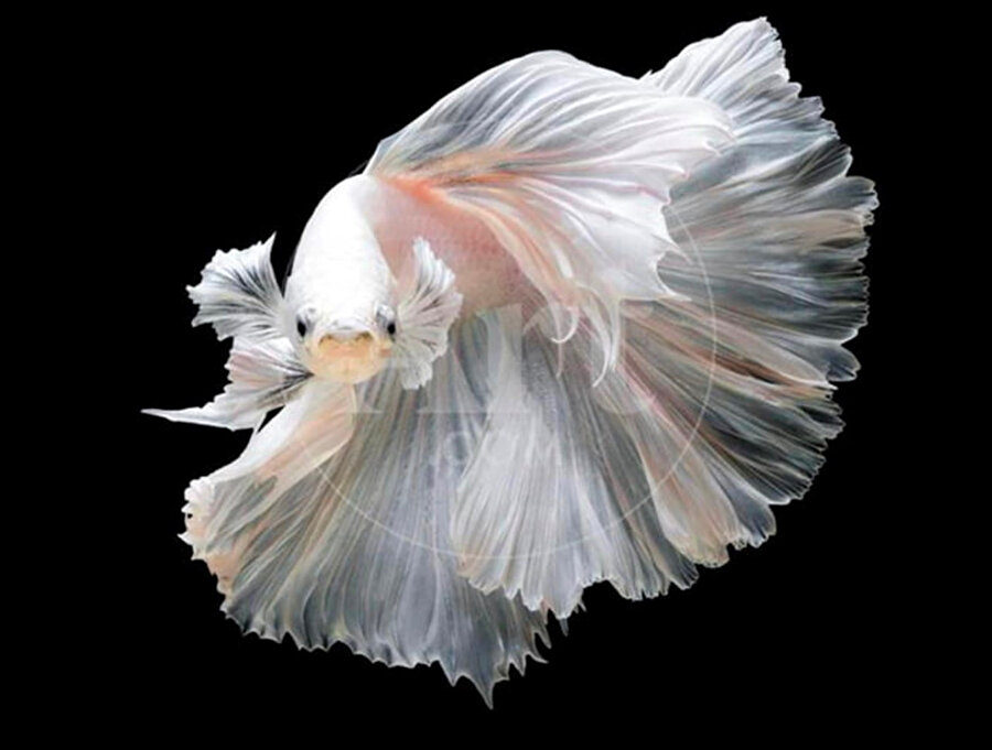 Beyaz Platin Betta Balık