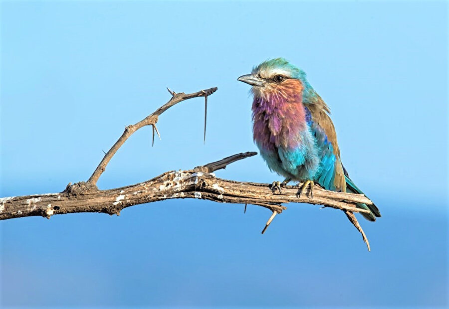 Renkli kuşların dünyası...