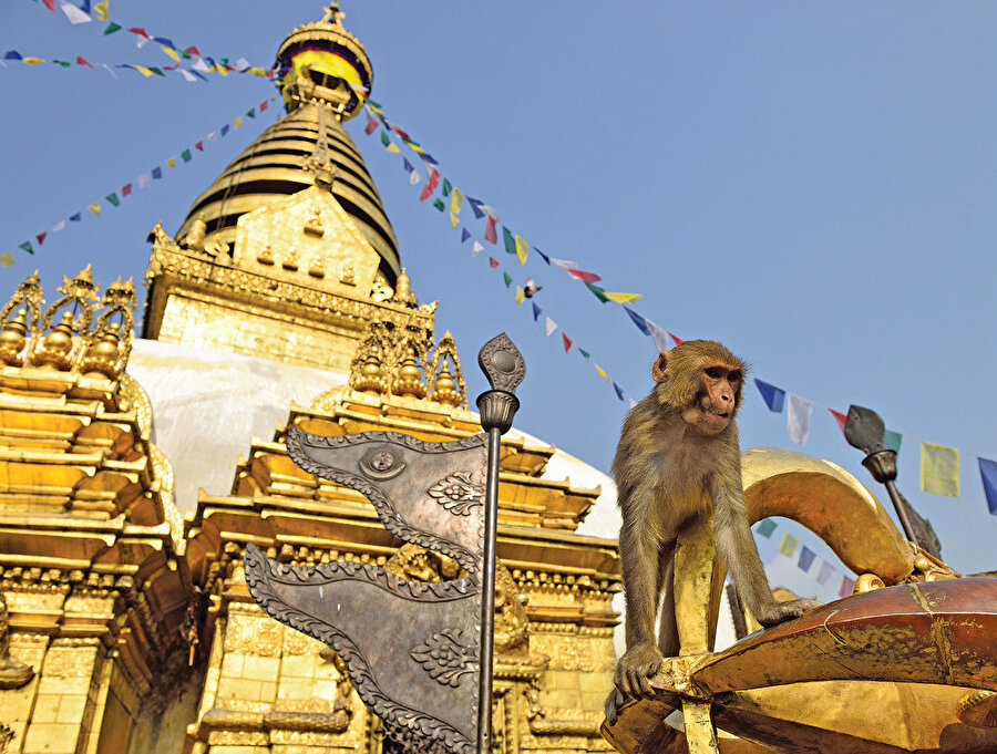Maymunlar Tapınağı, şehri merkezinin 9 kilometre batısında yer almaktadır.