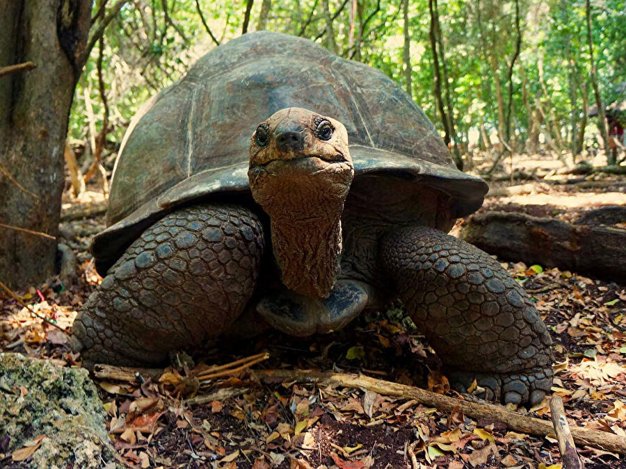 Neredeyse 200 yıl yaşayan bu dev kara hayvanları dünyadaki en büyük kaplumbağalar.