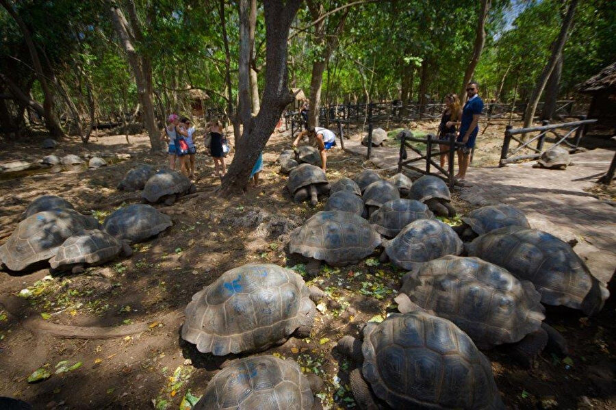 Bu dev kaplumbağaları başka bir yerde görmeniz mümkün değil.