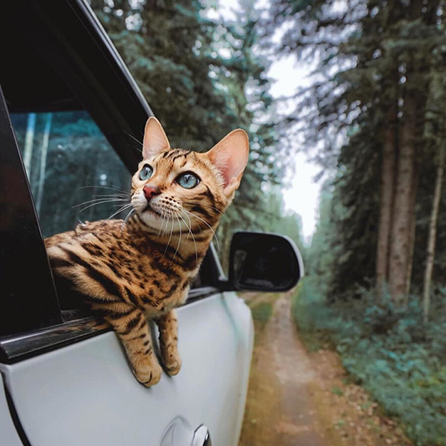 Dünya Kediler Günü! 🐱