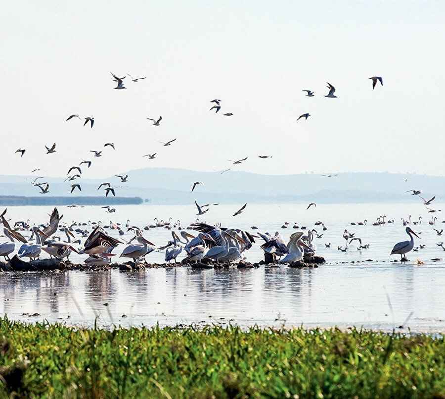 Nesli tükenen kuşlar Kuş Göl'ünde koruma altında.