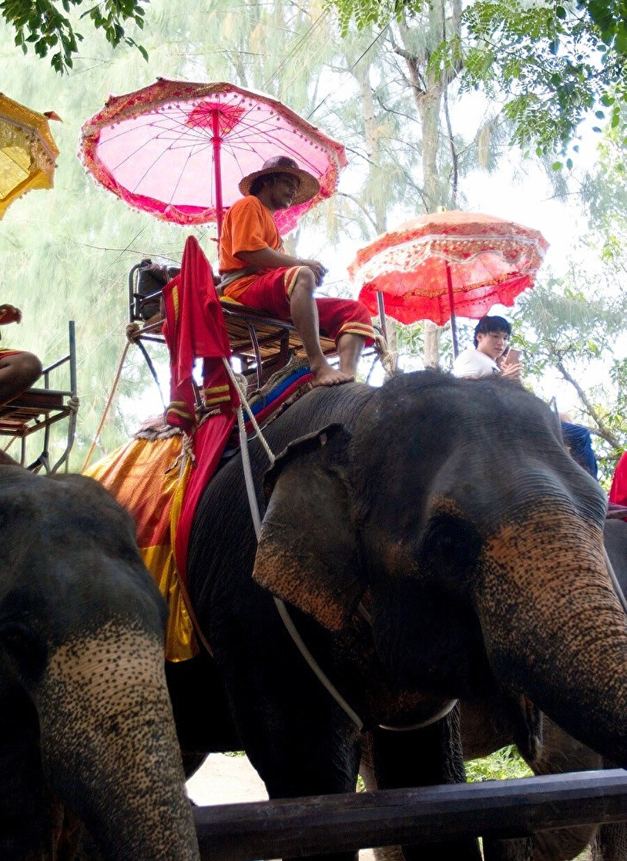 Filleri görmek için Bangkok’un biraz dışına çıkmanı gerekecek. 