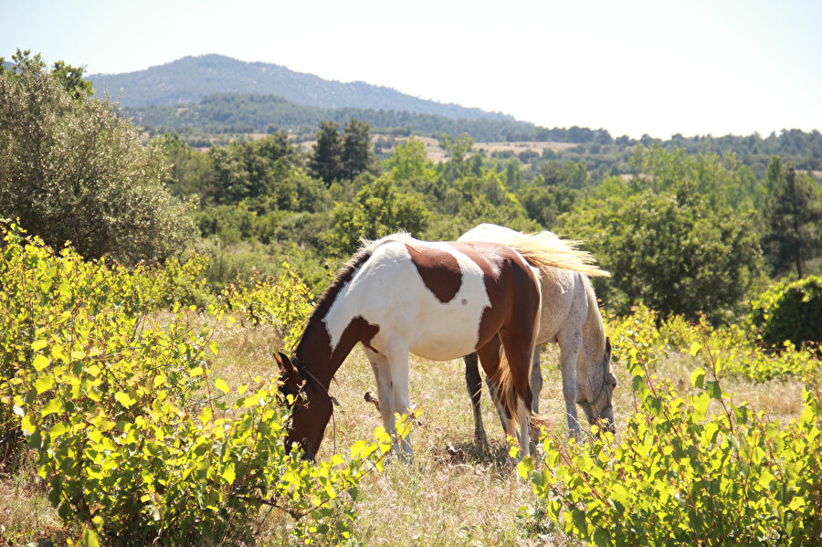 Türkiye’de, atların çoğu yarış sektörü için profesyonel çiftliklerde üretiliyor. Bunun dışında farklı spor dallarına ilişkin, yetişmesinde neredeyse hiç katkımızın olmadığı yurt dışından getirilen atlar kullanılıyor.