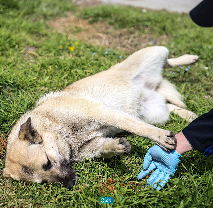 Belediyeler hayvanları unutmadı 🐶🐱