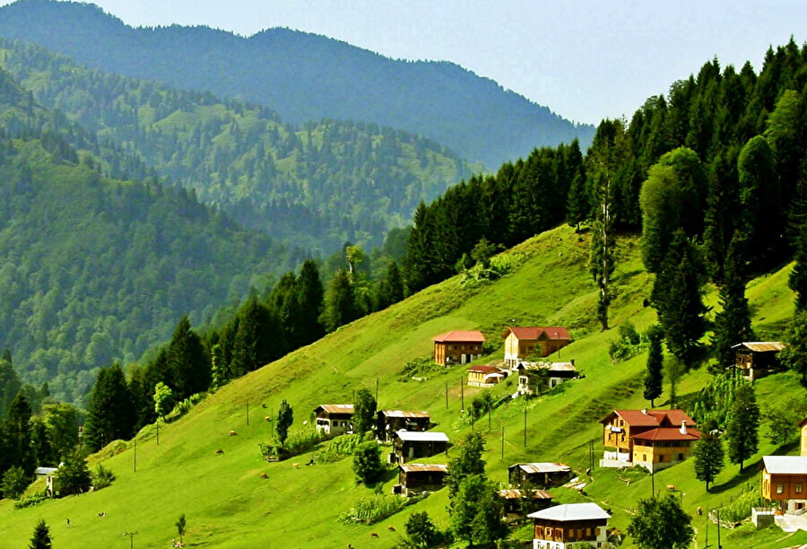 Rize