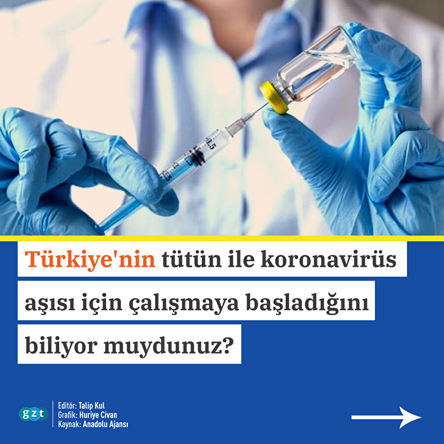 Türkiye'nin tütün ile koronavirüs aşısı çalışması