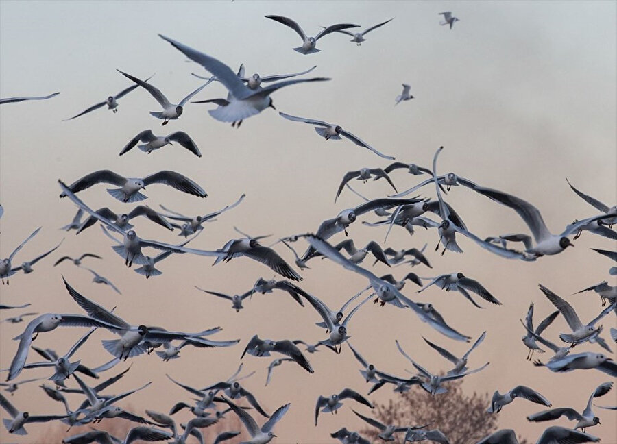 En yakın denize 270 km uzaklıkta: Ankara'ya şaşırtan martı istilası
