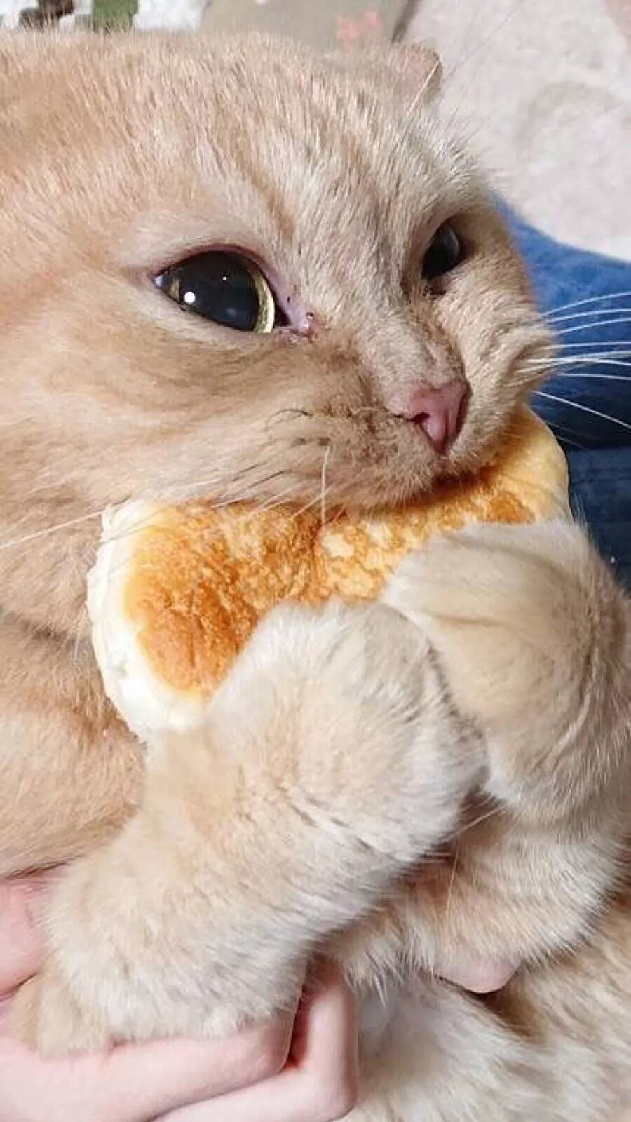 Kahvaltı önemli tabi