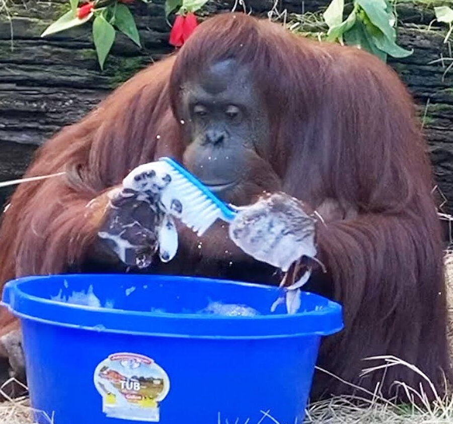 Evde kalmaya devam edersek dönüşeceğimiz canlı