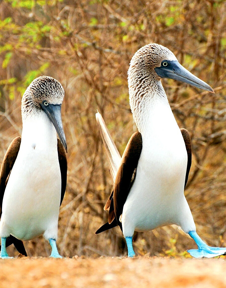 Mavi ayaklı sümsük kuşlarının okyanustan bir parça çalan sevimli ayakları.