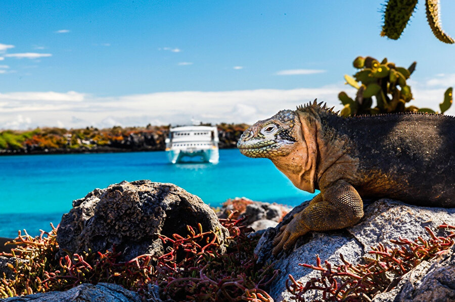 Deniz iguanası, türünün tek örneği olarak Evrim teorisine destek çıkar gibi görünüyor.