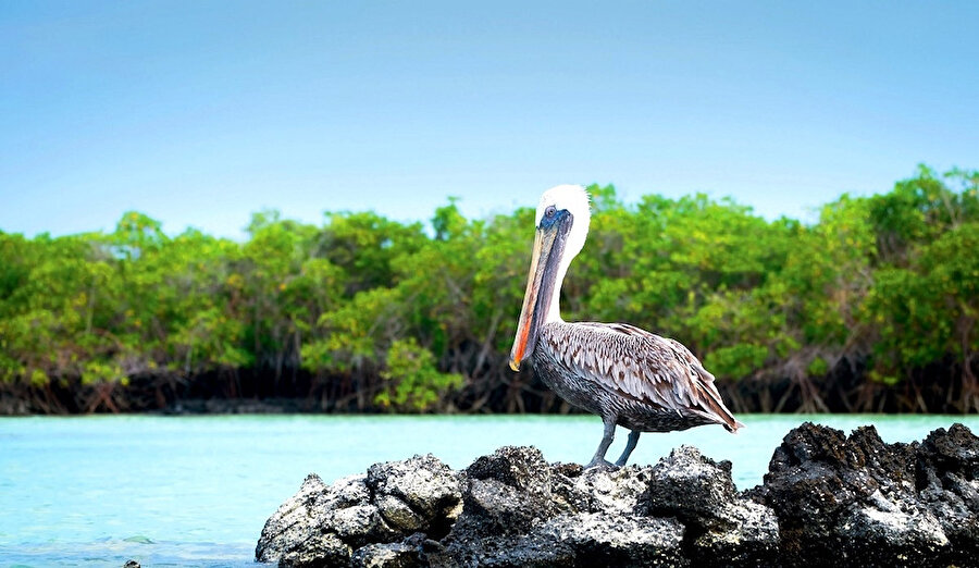 Adanın, kahverengi pelikanları ise asaletin temsili gibi.