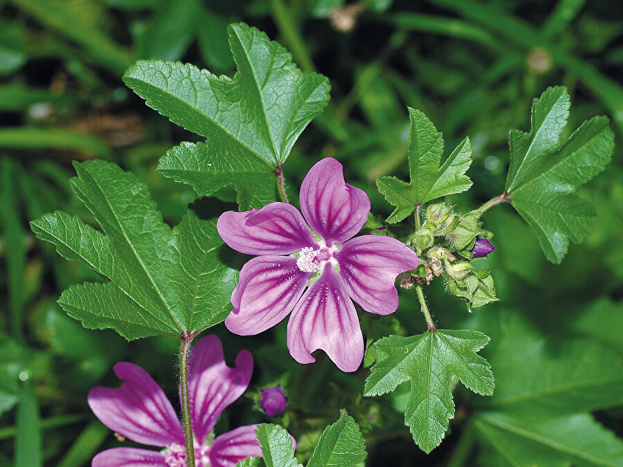 Eski tabiplerden biri biraz da abartarak der ki: “Kim her gün ebegümecinden bir kâse yerse, o gün boyunca bütün hastalıklardan kendini korumuş olur.”