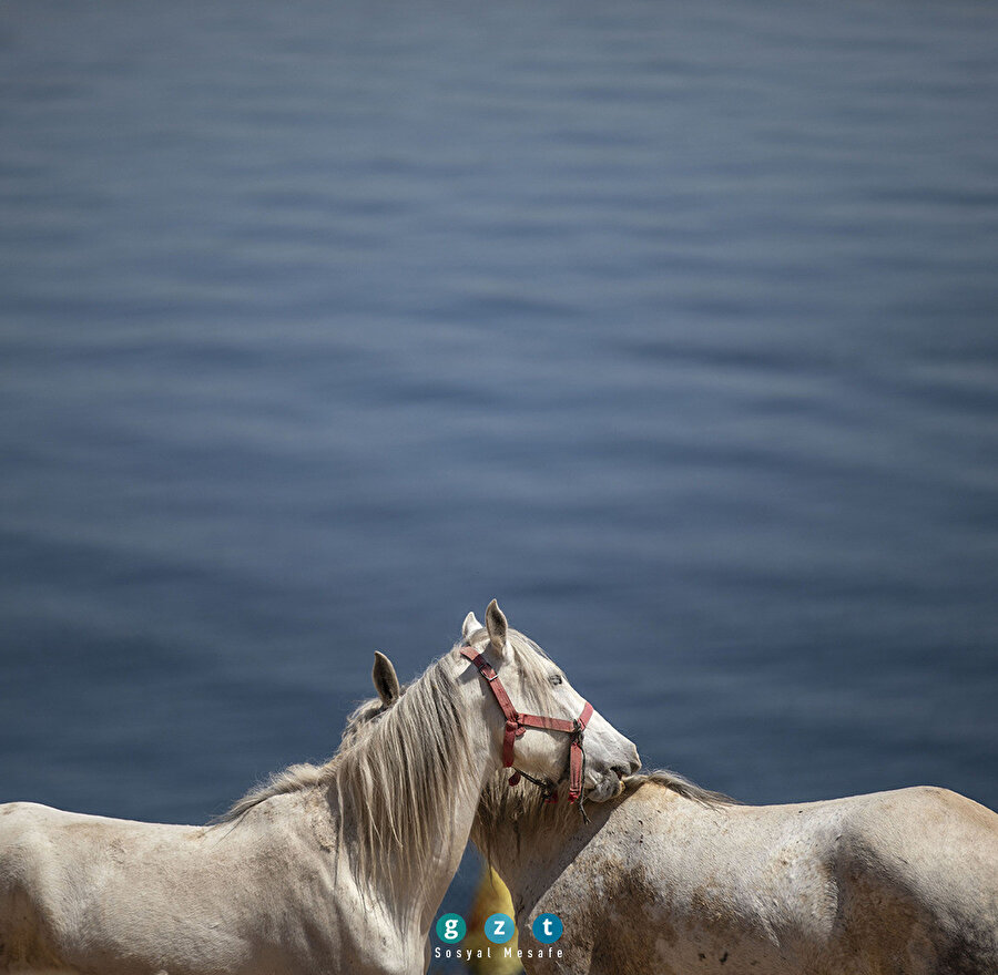 Adalar'da atlar yeni doğal alanlarında özgürce dolaşıyor