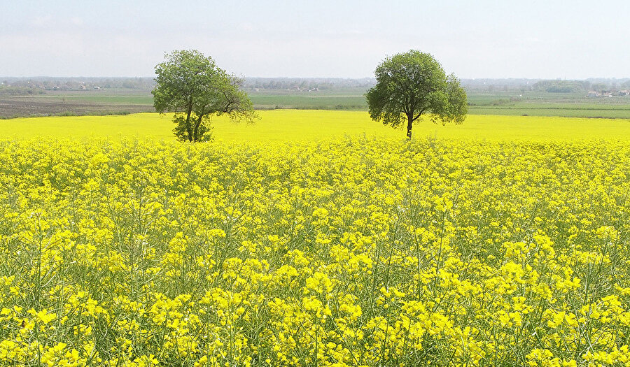 Kanola tarlaları Samsun'u sarıya boyadı