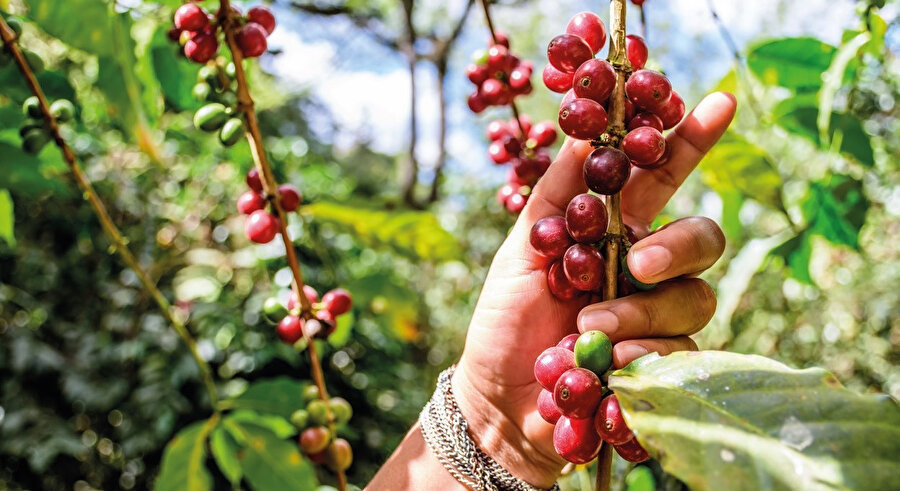 Guatemala, 1700’lerin başında kahve ile tanıştığında ilk süs bitkisi olarak kullanılıyordu. Sonrasında ise 1860’lı yıllarda hükümet kahve tarlalarını teşvik ederek kahveyi bir sektör haline getirdi.
