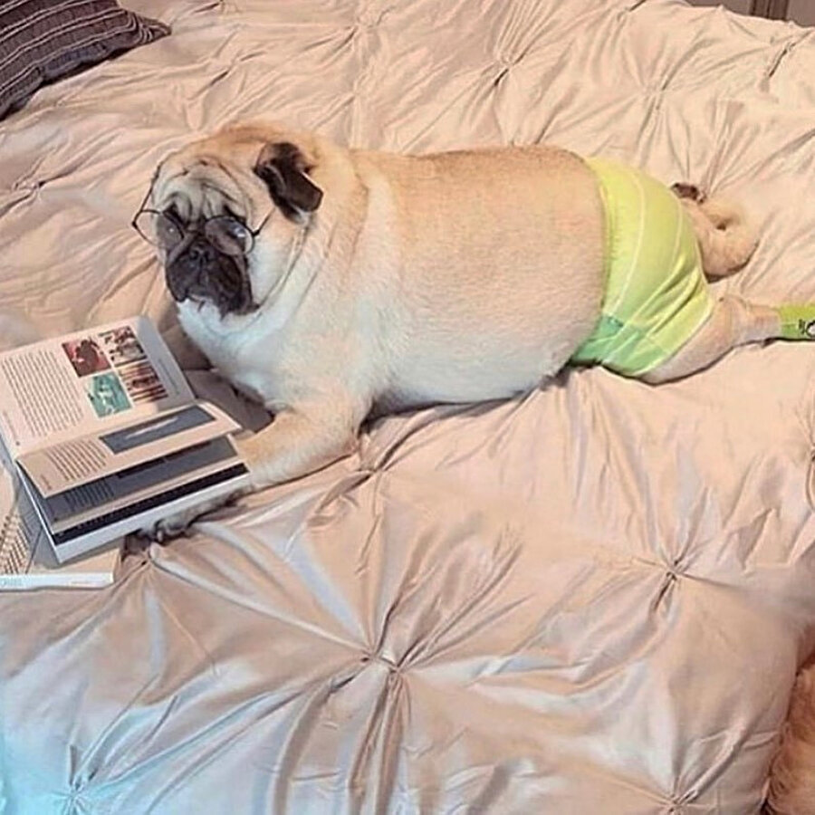 Çok cahilsin keşke fırlattığın topu geri getirecek kadar aptal olmadığımı bilsen...