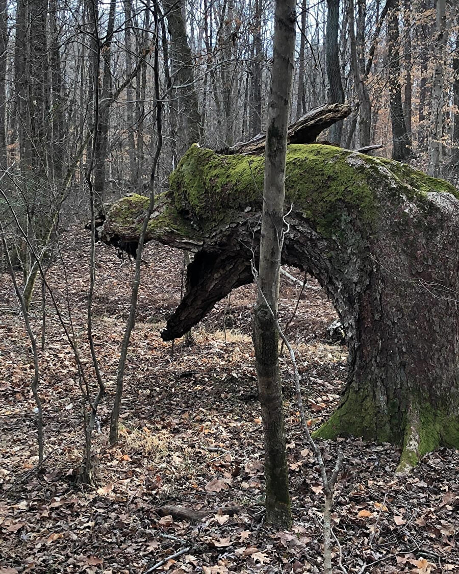 ​Doğal denk gelişler