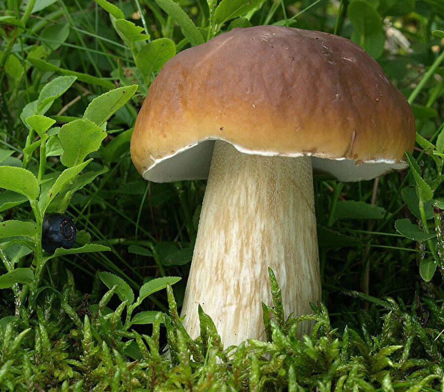Pestik mantarı, ormanlardaki en lezzetli mantarlardan biri.