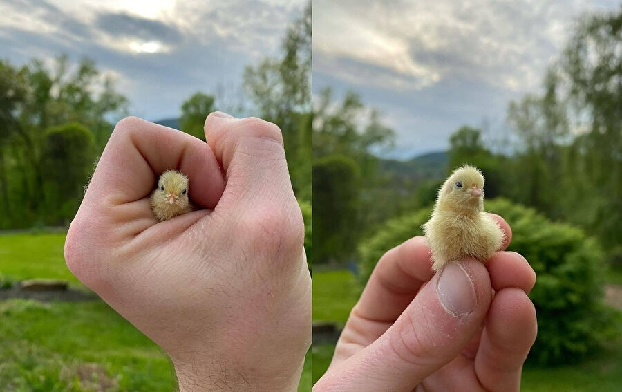 ​Bazı pozitif şeyler 🐥