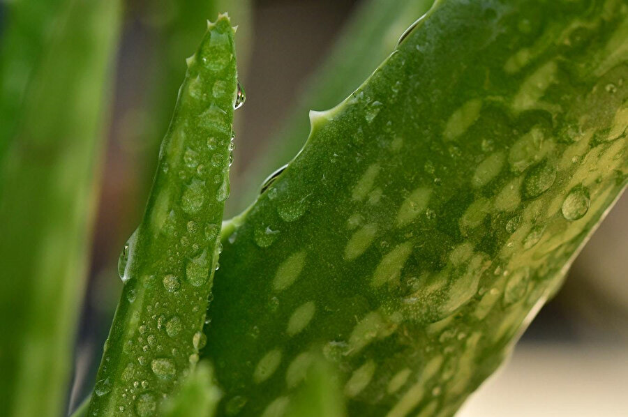 Aloe vera, ağız sağlığı için önemli bir bitkidir.