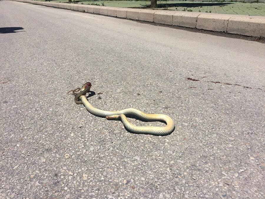 Eskişehir'de araba yoluna çıkması sonucu ezilen yılanın Porsuk çayı kenarında bulunan yolda görülmesi ise, yeşil ve sulak alandan merkeze doğru gelebilme ihtimalini akıllara getiriyor