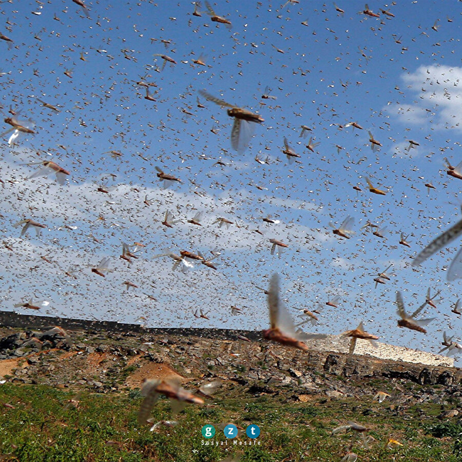 İstilacı çekirgeler Yemen'e ulaştı