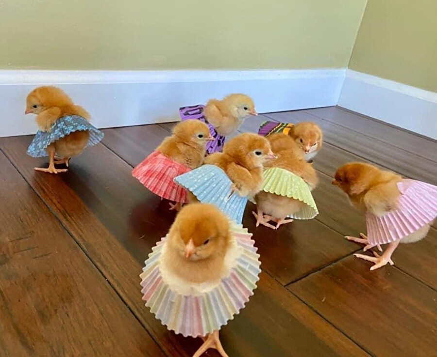 ​Yeni gelin civcivi