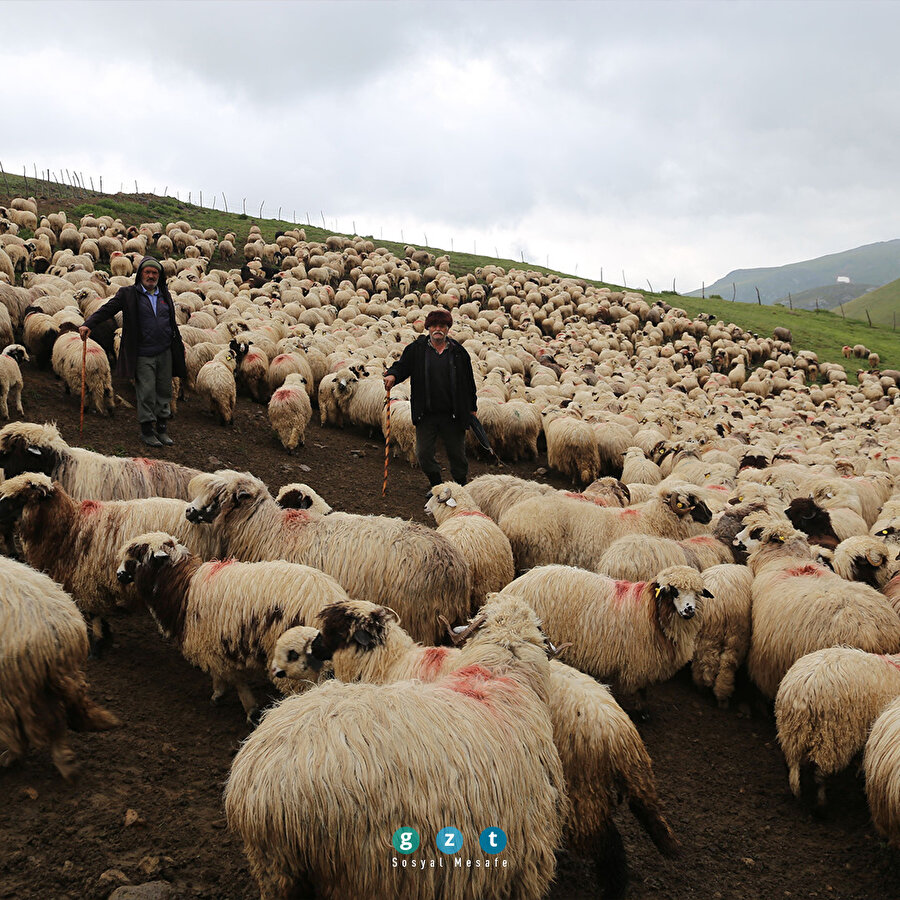 85 yaşındaki Süleyman dedenin bitmeyen çobanlık tutkusu