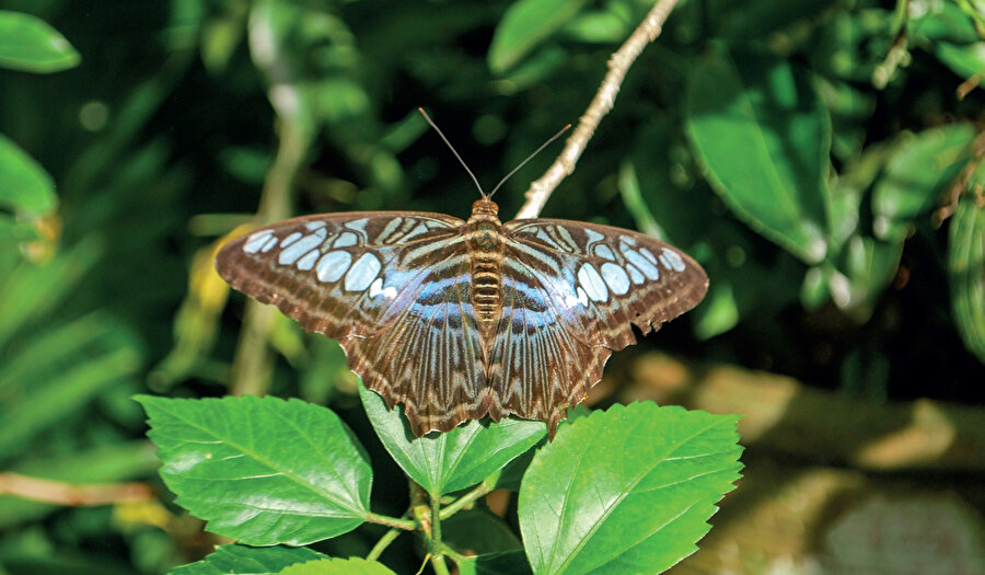Kuala Lumpur Kelebek Parkı, Kuala Lumpur, Malezya'da büyük, halka açık kelebek hayvanat bahçesidir.