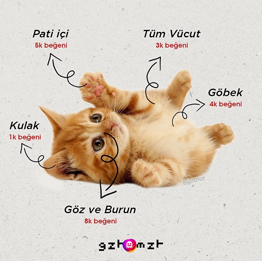 Kedisi olanlar için, hangi bölgeler kaç beğeni getiriyor? 🙀