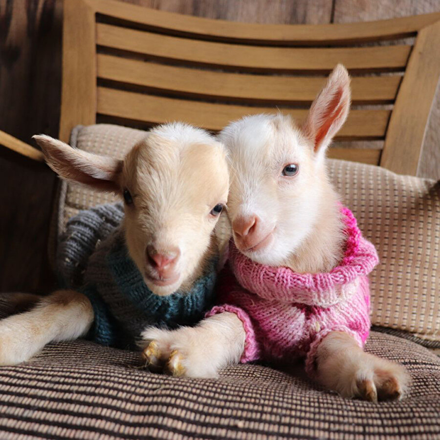 İşte kuzu kuzu geldim